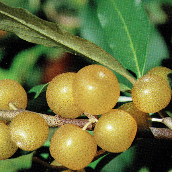 Elaeagnus Pointilla Fortunella